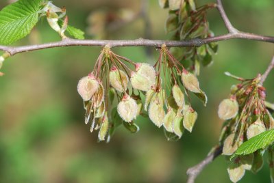 Ulmus laevis - jilm obecný (vaz)-plody